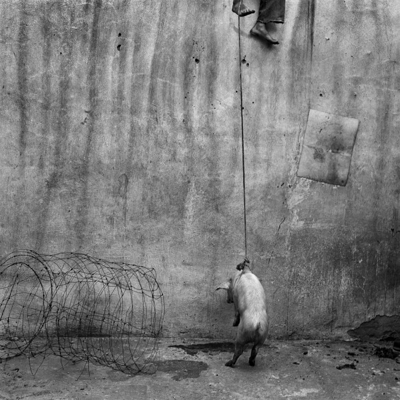 Roger Ballen | Zemack Contemporary Art